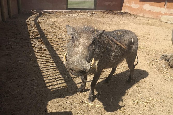 Private Le Cape Animal Farms Full Day Tour