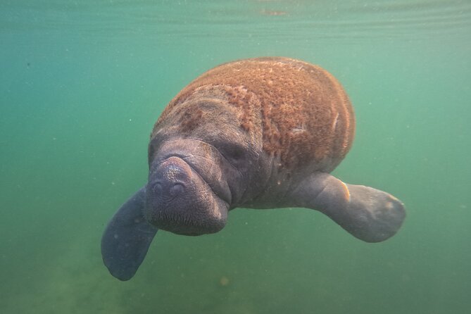 Private Manatee Swim Tour
