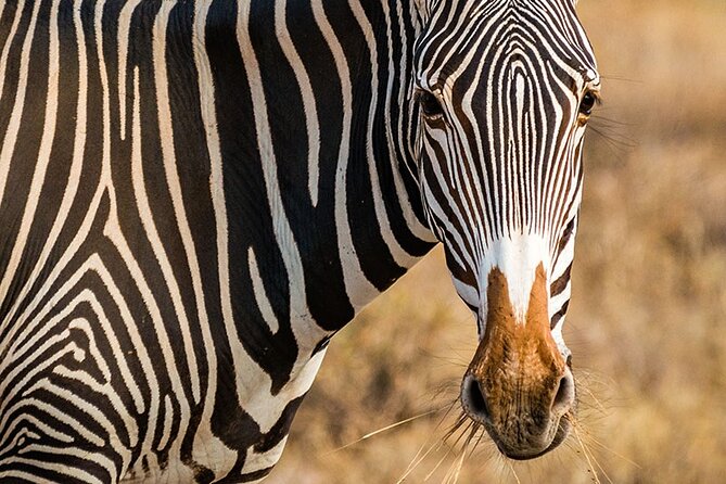 Private Multi-Day Tour in Tanzania Safari
