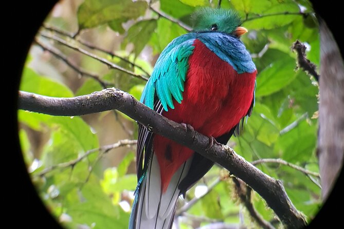Private Natural History Walk in Monteverde - Tour Details
