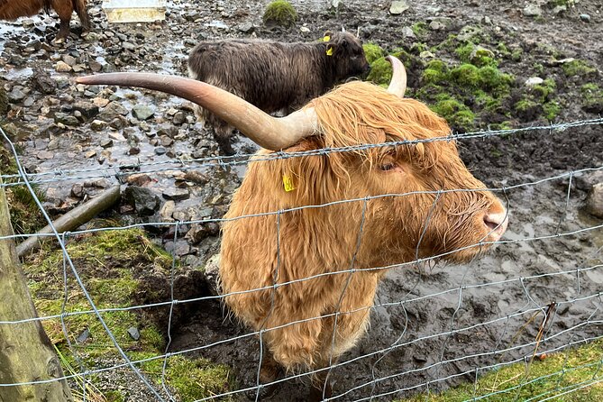Private Scottish Highlands and Loch Ness Tour From Edinburgh
