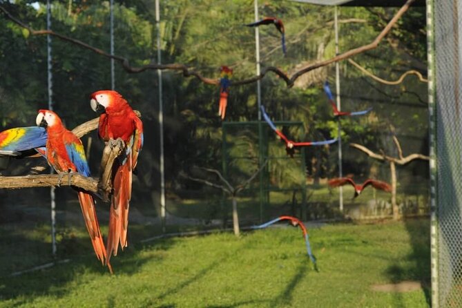 Private Sightseeing Tours Puntarenas Natuwa Rescue Center