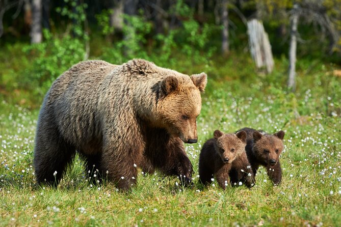 Private Three-Day Tour of Yellowstone & Grand Teton National Parks