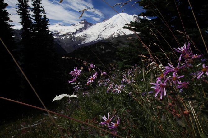 Private Tour at Mt Rainier in Seattle