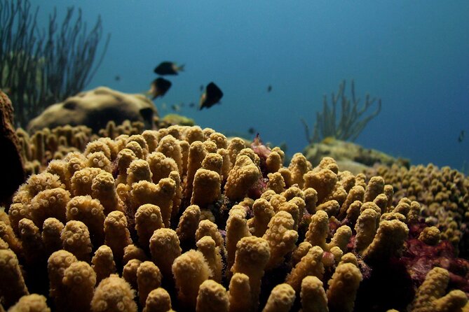 Private Tour Buccoo Reef and Nylon Pool