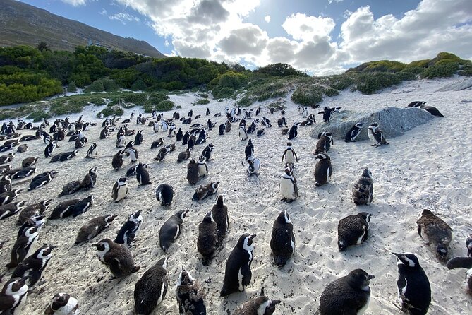 Private Tour: Cape of Good Hope, Cape Point and Boulders Beach