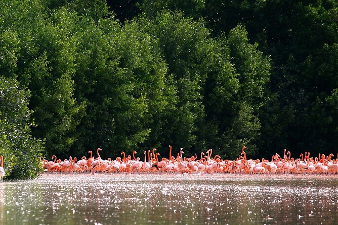 Private Tour Celestun Flamingo Watching and Beach