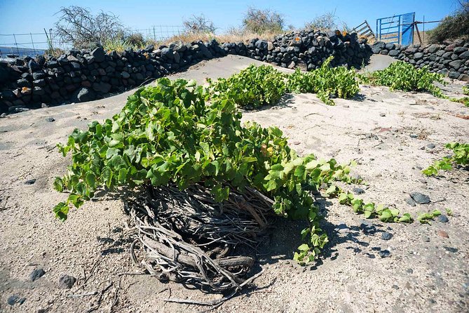 Private Tour: Discover Santorini Archaeology, Culture & Wine Tasting