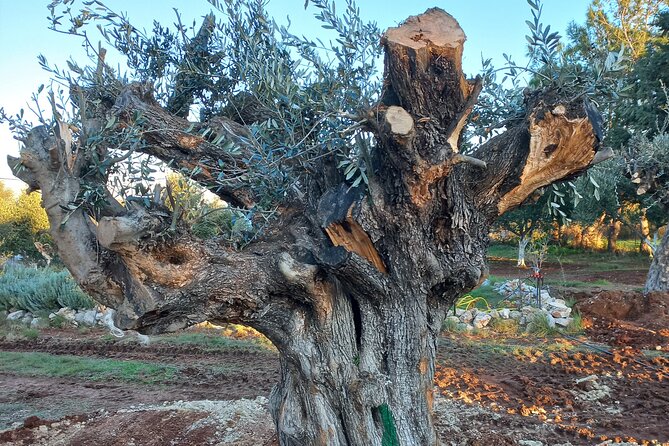 Private Tour: Discover the Secret World of Olives in Afantou