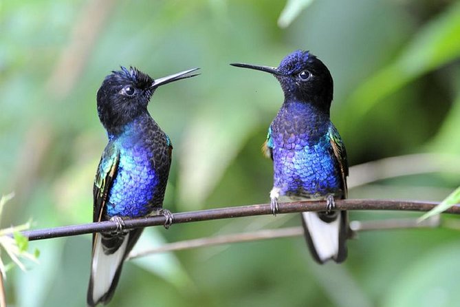 Private Tour: Equator Line,Hummingbirds Garden & 2-hour Hike in a Primary Forest
