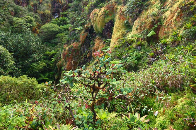 Private Tour La Soufriere Volcano Adventure