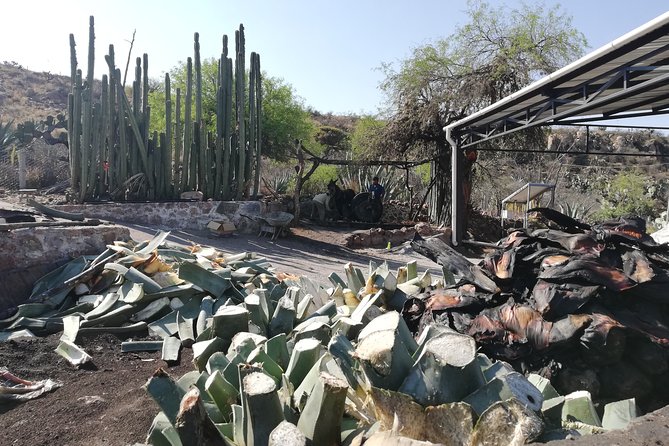 Private Tour of the Mezcal Route With Ancestral Drinks