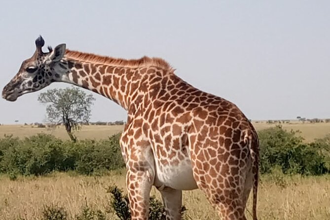 Private Tour Safari To Nairobi National Park
