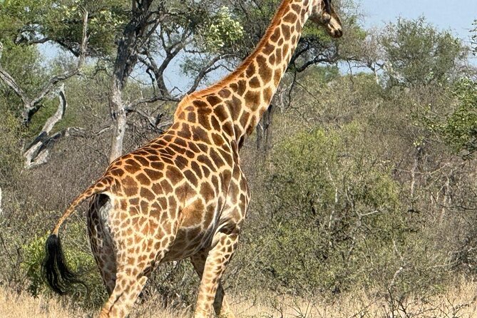 Private Tour to Aquila Game Reserve in Cape Town – See the Big5