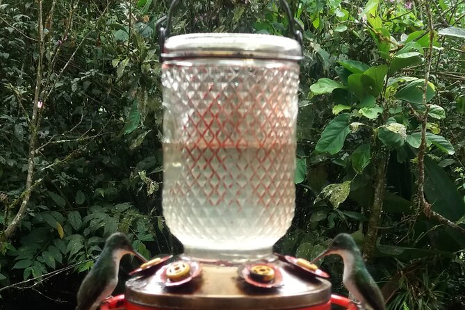 Private Tour to Mindo With Hummingbird Reserve, Tarabita and Butterfly Farm - Tour Overview