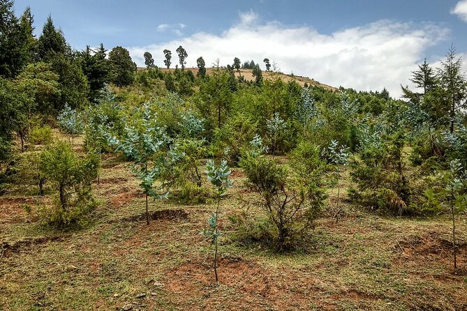 Private Tour to Suba Forest and Highest Peak With Lunch