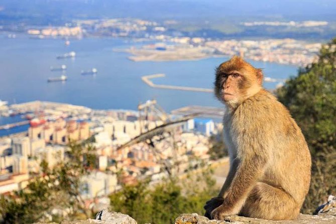 Private Tours From Malaga to the Rock of Gibraltar up to 8 People