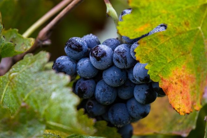 Private Transfer From SFO to Napa