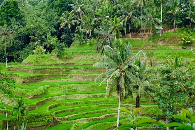 Private Ubud Tour With Hidden Waterfalls