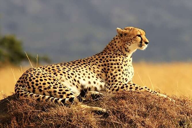 Private Ultimate Pilanesberg Safari From Johannesburg