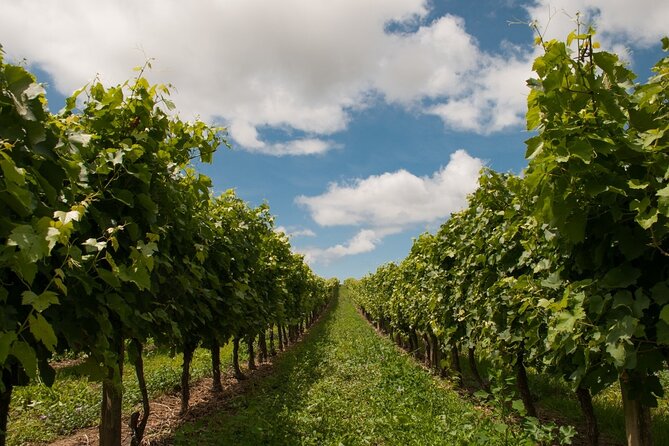 Private Walking Tour in Baden Neuweirs Vineyard