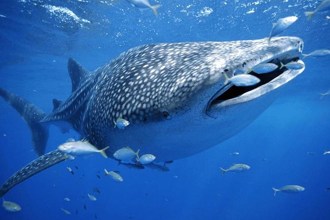 Private Whale Shark Ecofriendly Tour From Cancun