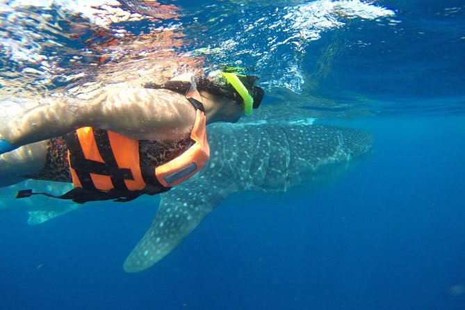 Private Whale Shark Tour From Cancun - Activities and Experience