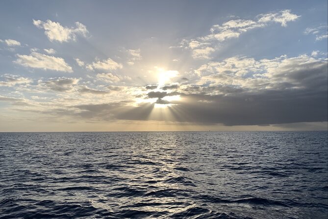 Private Whale Watching and Dolphin Excursion