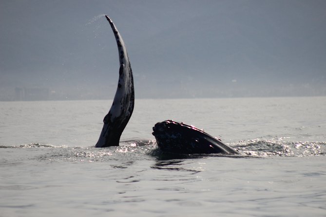 Private Whale Watching Tour in Puerto Vallarta