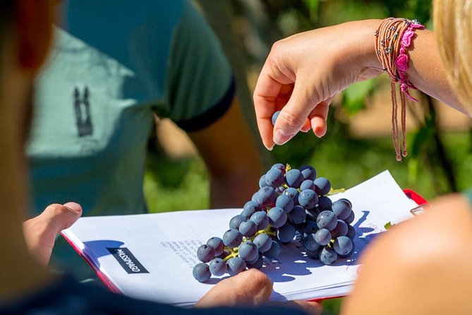 Private Wine Tasting in Mezzane Di Sotto