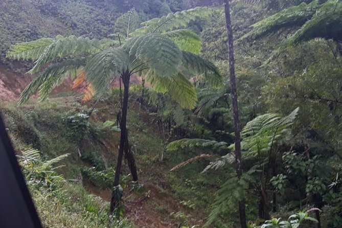 Rain Forest Jungle Tour