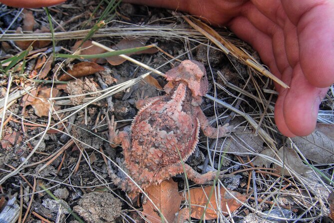 Reptile Hunting in The Sonoran Desert - Responsible Reptile Handling