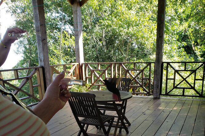 Rockland Bird Sanctuary Private Guided Tour From Montego Bay
