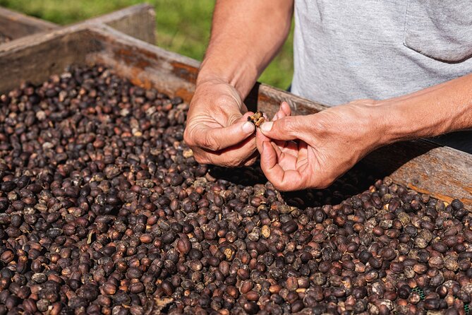 Rural Coffee Processes Inside the Forest With Night Tour