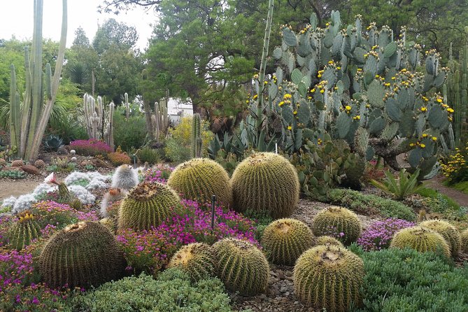 Ruth Bancroft Garden General Admission Ticket | Travel Buddies