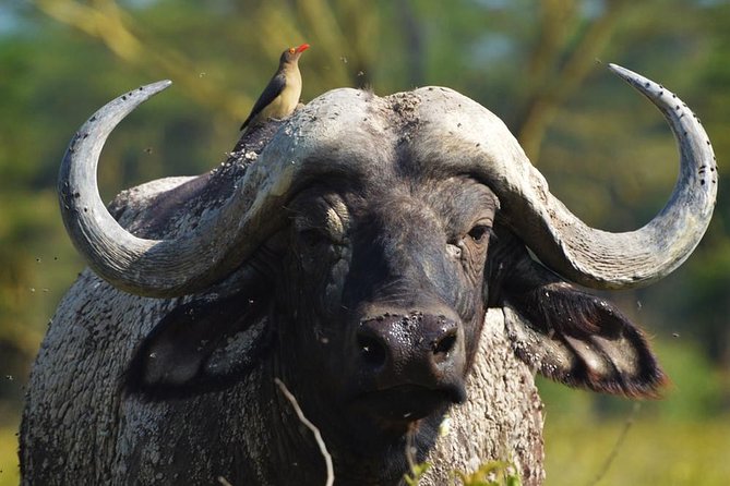 Safari Experience at Rhino & Lion Park
