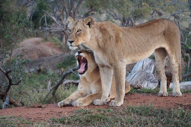 Safari Game Drive in the Greater Kruger Out of Hoedspruit - Overview of the Safari Game Drive