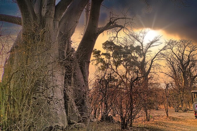 Safari in Victoria Falls and Zambezi National Park