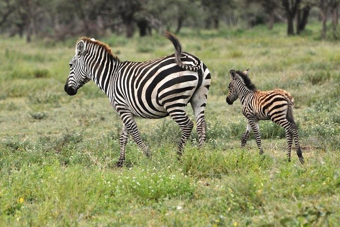 Safari Kifaru