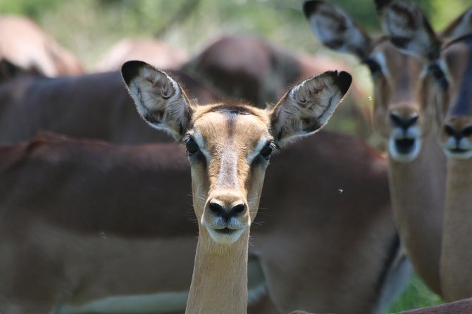 Safari Pilanesberg Nature Reserve & Monkey Sanctuary