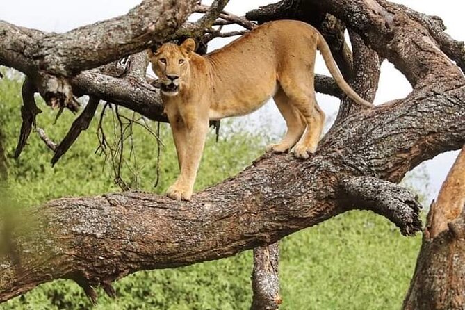 Safari Tour : Nairobi National Park