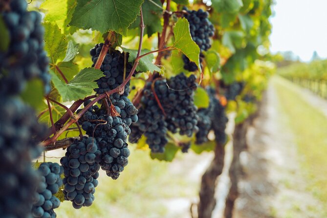 Saint-Emilion and Vineyard Walk With Wine Tasting