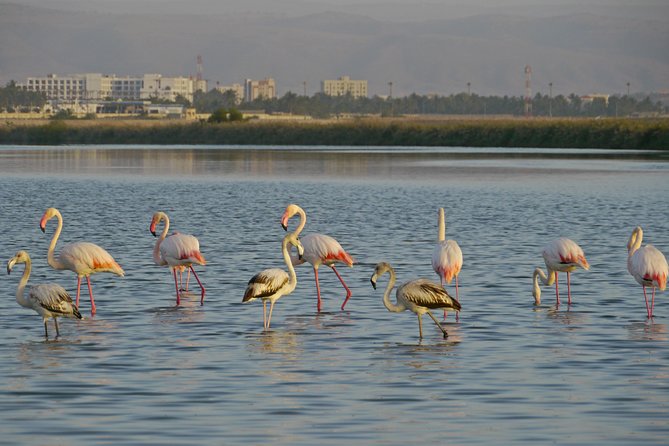 Salalah by Night Tour - Charming Evening in the Garden City - Highlights of the Tour