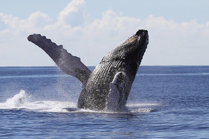 Samana Tours (With Whales) Full Day Excursion! All Inclusive Tour!
