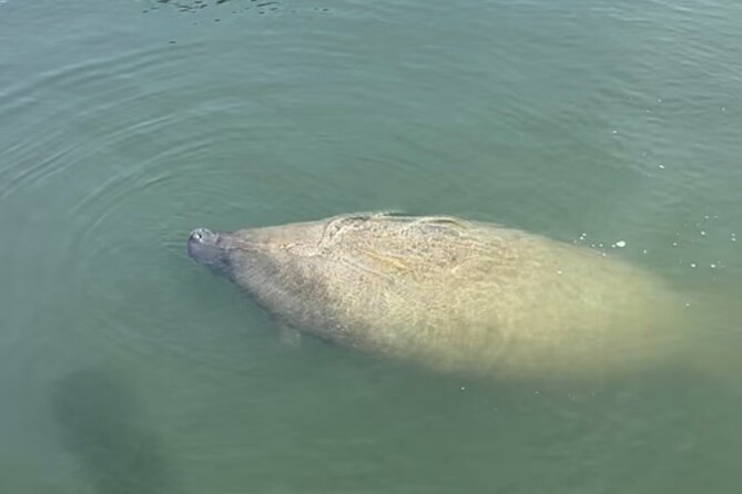 Sandbar & Island Hopping With Dolphins in Madeira Beach