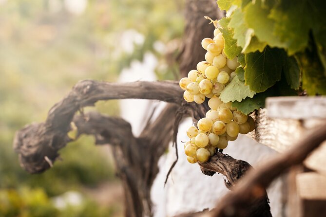 Santorini Local Wineries Tour
