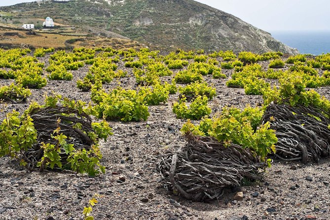 Santorini Private Wine Tour Review