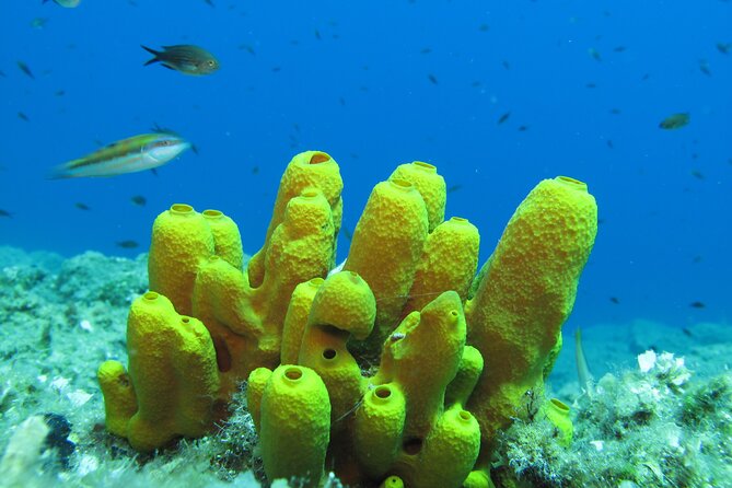 Scuba Diving Adventure in Santorini