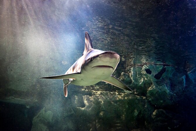 SEA LIFE Orlando Aquarium