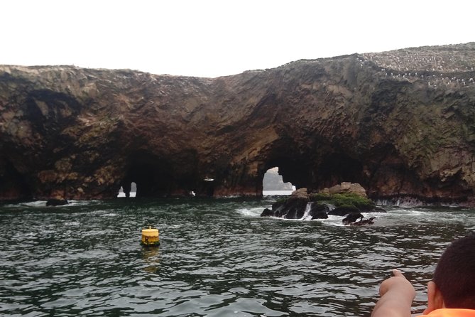 Sea Lions !!! Experience in the Ocean